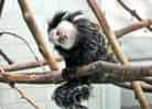 動物図鑑・シロガオマーモセット 3